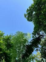 groen Woud en blauw lucht foto