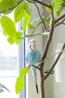 een mooi blauw parkiet zit zonder een kooi Aan een huis fabriek. tropisch vogelstand Bij huis. foto