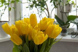 een boeket van vers geel tulpen. een boeket van tulpen Aan de tafel in voorkant van de venster met planten. voorjaar bloemen in de interieur. de concept van voorjaar of vakantie, maart 8, Internationale foto