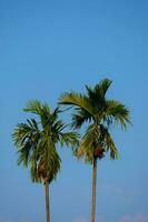 twee hoog suiker palm bomen staan tegen een turkoois achtergrond. foto