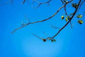 gedekt met boom takken tegen een Doorzichtig blauw lucht net zo een achtergrond. gebruik het net zo een achtergrond in divers evenementen. foto