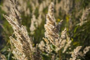 pluizig wild bloem planten mooi afbeelding Aan uw bureaublad foto