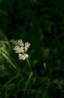 bloeiend oren van onkruid. natuurlijk gazon in de helder zon foto