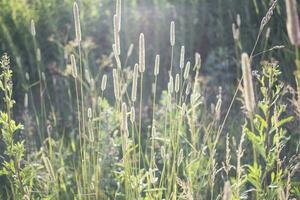 bloemen van weegbree in vroeg ochtend- zon. foto