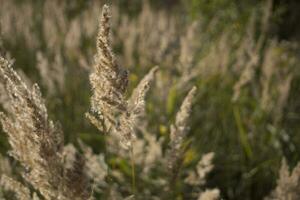 pluizig wild bloem planten mooi afbeelding Aan uw bureaublad foto