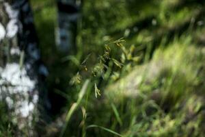 achtergronden met gras begroeid bloemen groen gras detailopname tegen de instelling zon. foto