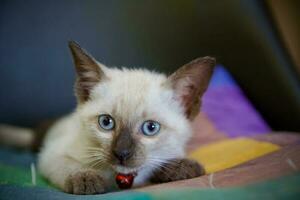 kat schattig dier huisdier achtergrond foto