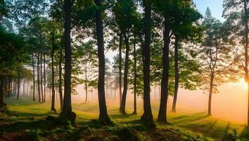 mistig landschap Woud in de ochtend- mooi zonsopkomst de nevel Hoes berg achtergrond foto