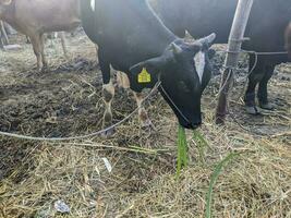 een koe of bos Stier Bij boerderij in Indonesië foto