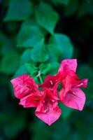 fuengfah bloemen roze kleur foto