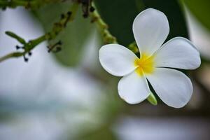 wit frangipani bloemen in de tuin foto