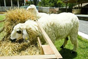 twee schapen aan het eten gras foto