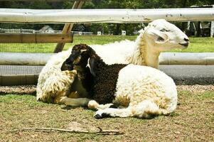 twee schapen Aan de boerderij foto