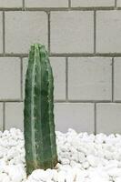 concept van hedendaags en authentiek huis decor. cactus planten foto