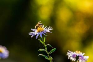 veld- bloemen Aan welke insecten en bijen zitten dichtbij omhoog foto