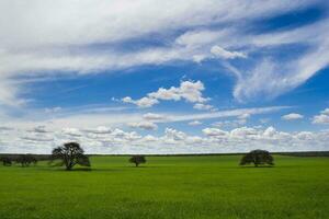 een veld- met bomen en een lucht met wolken foto