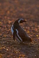 een pinguïn staand Aan de grond foto