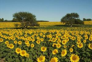 een veld met zonnebloemen foto