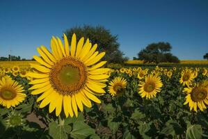 een veld- van zonnebloemen met macht lijnen in de achtergrond foto