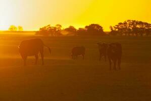 een kudde van koeien begrazing in een veld- Bij zonsondergang foto