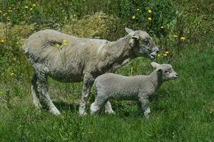 een schapen en een lam zijn staand in een veld- foto