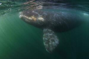 een grijs walvis zwemmen in de oceaan foto