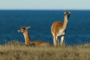 twee dieren zijn staand in de gras foto