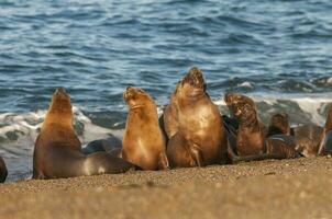 zeeleeuwen op het strand foto