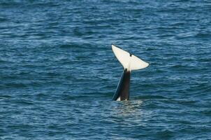 een walvis is zwemmen in de oceaan foto