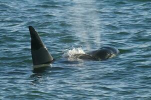 een groot zwart en wit walvis in de oceaan foto