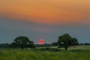 een veld- met bomen en een zonsondergang in de achtergrond foto