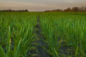 een veld- van groen gras met een pad in de midden- foto