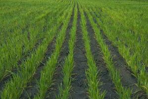 een veld- van groen gras met een lijn van groen lijnen foto