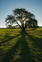 een groot boom in een veld- foto