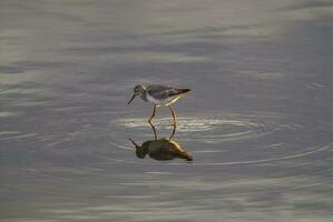 een vogel staand in de water met haar reflectie foto