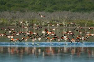 een kudde van flamingo's nemen uit van de water foto