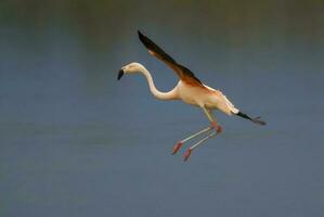 een flamingo is vliegend over- water met haar Vleugels verspreiding foto