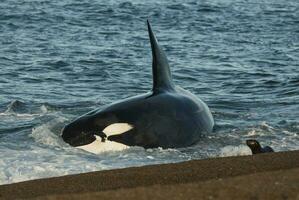 een zwart en wit walvis foto