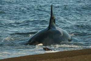 een groot zwart en wit walvis in de oceaan foto