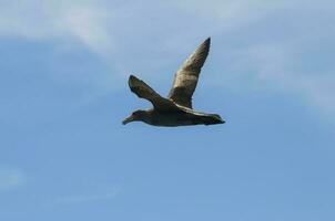 een vogel vliegend in de lucht foto