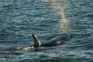 een walvis is zwemmen in de oceaan foto