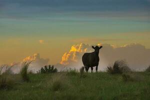 een koe staand in een veld- Bij zonsondergang foto