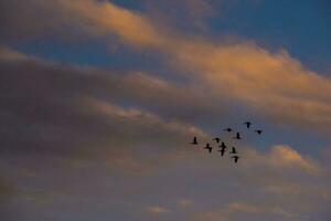 een kudde van vogelstand vliegend in de lucht Bij zonsondergang foto