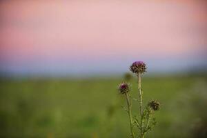 distel in de zonsondergang foto