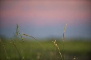 gras in de voorgrond van een zonsondergang foto