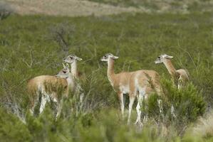 een groep van lama's staand in de gras foto