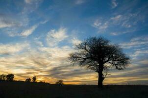 een eenzaam boom staat in een veld- Bij zonsondergang foto