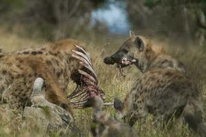 een hyena aan het eten een vogel in de gras foto