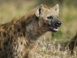 een hyena aan het eten een vogel in de gras foto