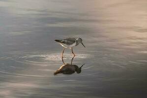 een vogel staand in de water met haar reflectie foto